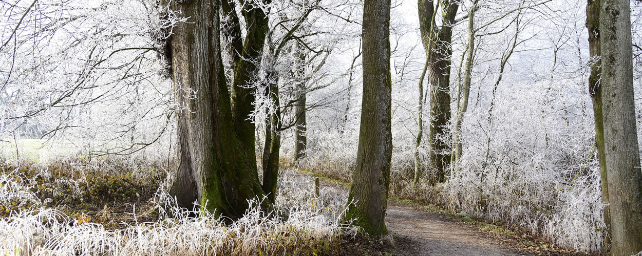 Winter Forest