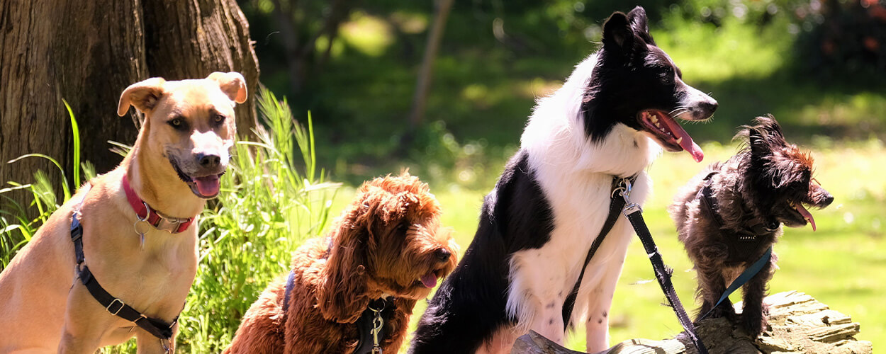 calmest dog breeds sitting in a garden